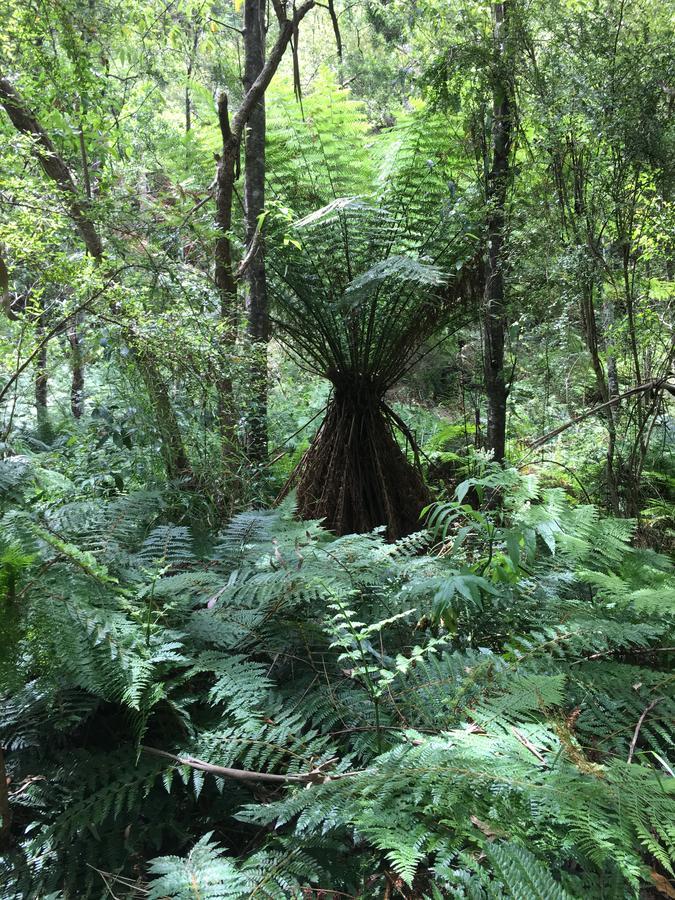 Cumberland River Holiday Park Lorne Bagian luar foto